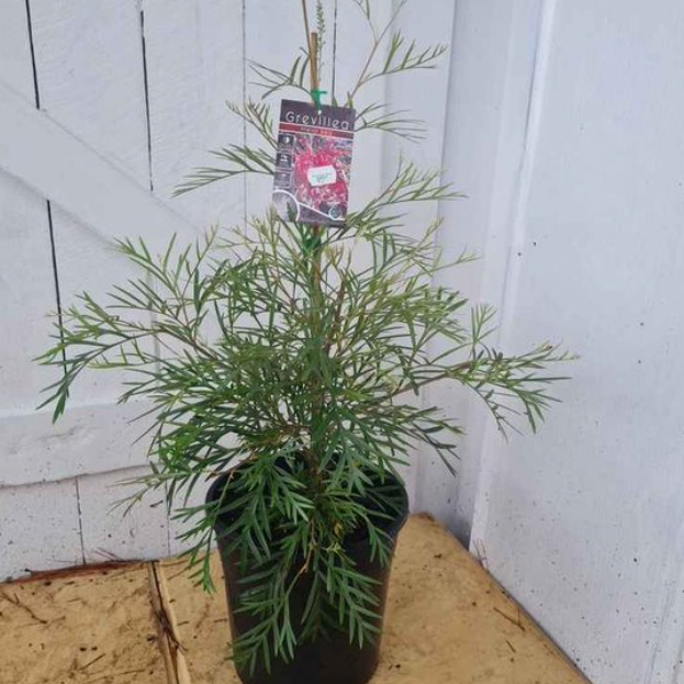 Grevillea banksil prostrate x Bronze Rambler Metal Red