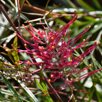Grevillea banksil prostrate x Bronze Rambler Metal Red