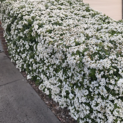 Choisya ternata Mexican Orange Blossom