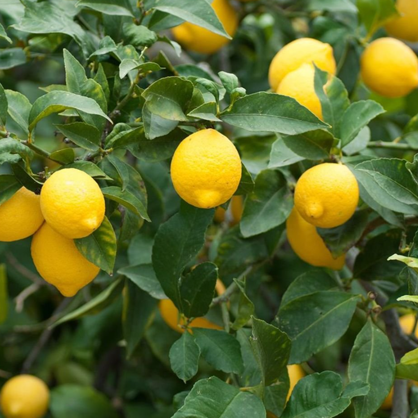 Citrus limon Meyer Lemon Grafted