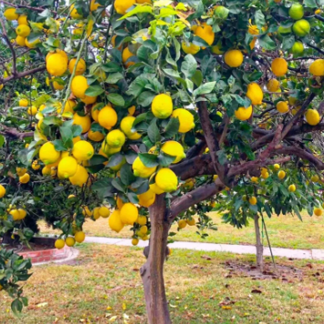 Citrus limon Meyer Dwarf Lemon