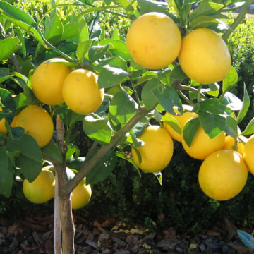 Citrus limon Meyer Lemon Dwarf Grafted