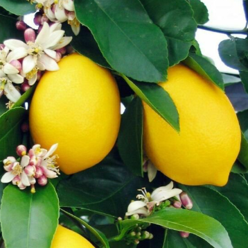 Citrus limon Meyer Lemon Dwarf Grafted