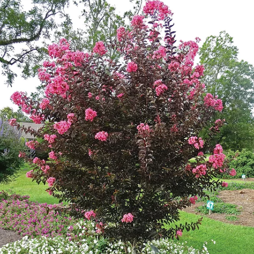 Lagerstroemia Midnight Magic Crepe Myrtle