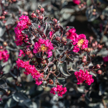 Lagerstroemia Midnight Magic Crepe Myrtle