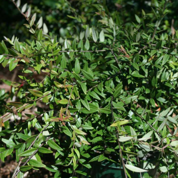 Austromyrtus dulcis Midyim Berry - Tucker Bush