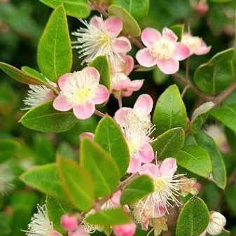 Austromyrtus dulcis Blush - Tucker Bush