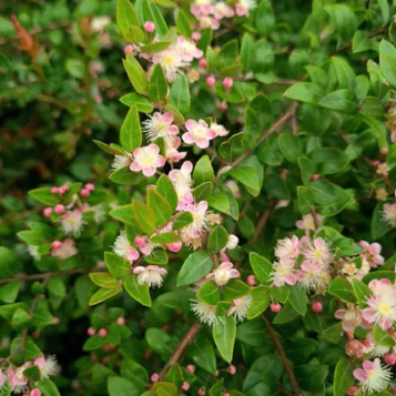 Austromyrtus dulcis Blush - Tucker Bush