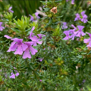 Westringia fruticosa Mighty Bloom