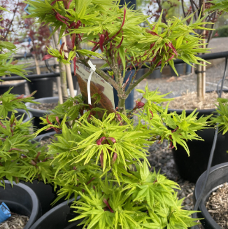 Acer palmatum Mikawa Yatsabusa