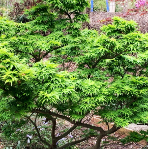 Acer palmatum Mikawa Yatsabusa