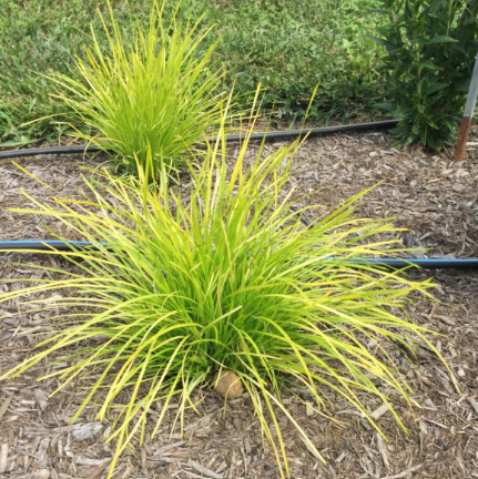 Lomandra longifolia Miners Gold
