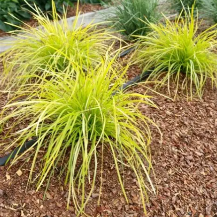 Lomandra longifolia Miners Gold