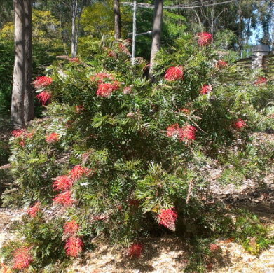 Grevillea Molly