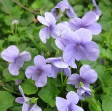 Viola hederacea Monga Magic