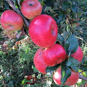 Malus domestica Monty's Surprise Apple