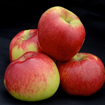 Malus domestica Monty's Surprise Apple