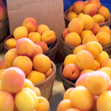 Moorpark Dwarf Apricot
