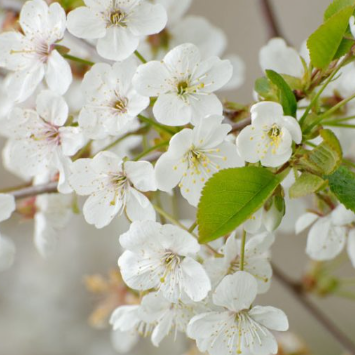 Prunus cerasus Morello Sour Cherry