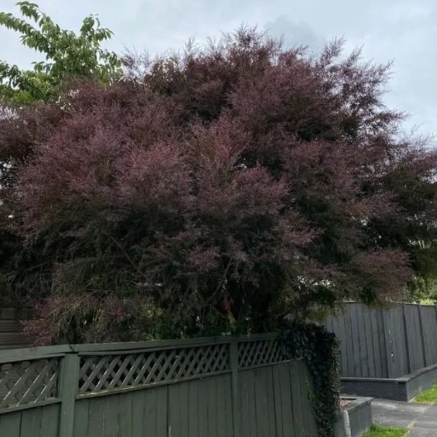 Leptospermum morrisonii Burgundy