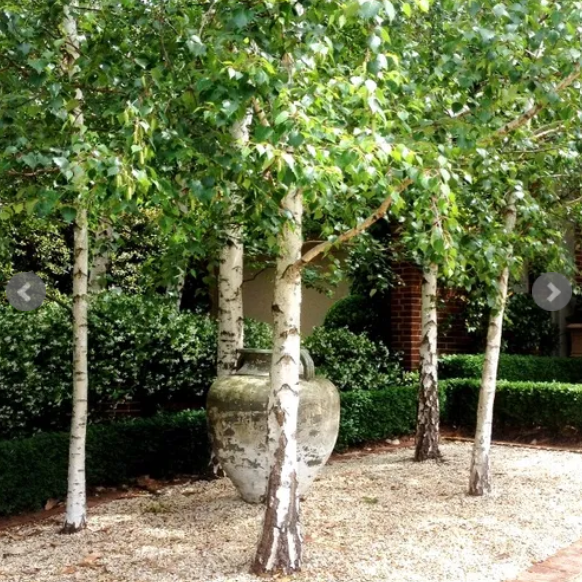Betula pendula Moss White