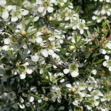 Leptospermum liversidgei Mozzie Blocker PBR