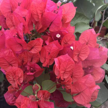 Bougainvillea glabra Mrs Butt