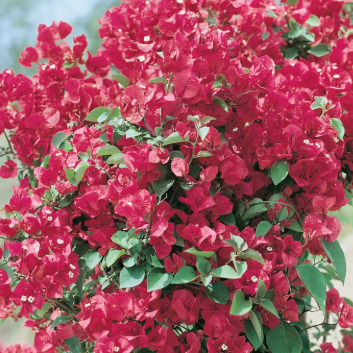 Bougainvillea glabra Mrs Butt