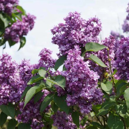 Syringa vulgaris Mrs Edward Harding Lilac
