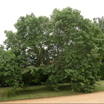Morus nigra Black Mulberry