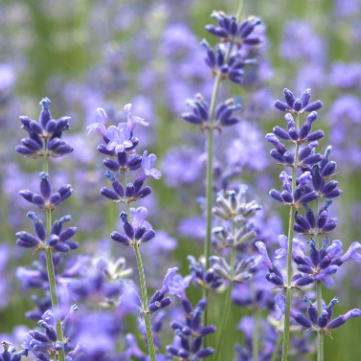 Lavandula angustifolia Munstead Lavender