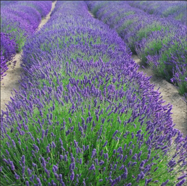 Lavandula angustifolia Munstead Lavender