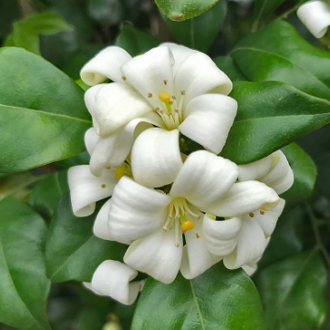 Murraya paniculata