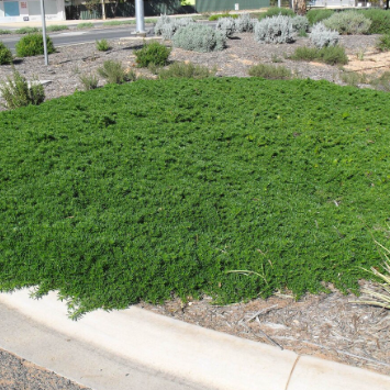 Myoporum parvifolium Broad Leaf