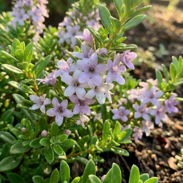 Myoporum parvifolium Coarse Leaf