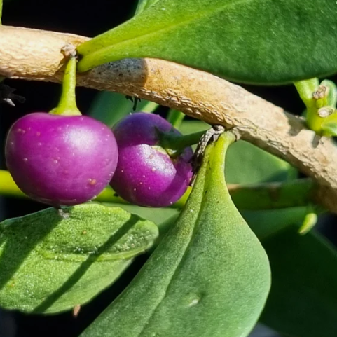 Myoporum boninense Coastal Boobialla
