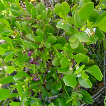 Myoporum boninense Coastal Boobialla