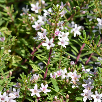 Myoporum parvifolium Fine Leaf Pink