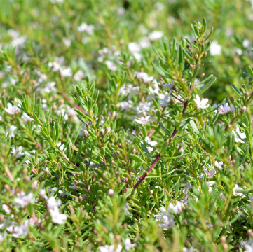 Myoporum parvifolium Fine Leaf Pink