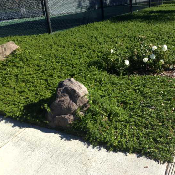 Myoporum parvifolium Fine Leaf