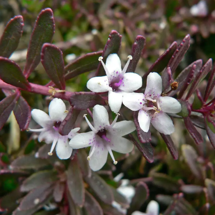 Myoporum parvifolium Purpurea