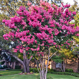 Lagerstroemia Diamonds in the Dark Mystic Magenta Crepe Myrtle