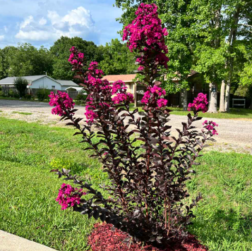 Lagerstroemia Diamonds in the Dark Mystic Magenta Crepe Myrtle