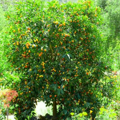 Citrus japonica Nagami syn. Fortunella Dwarf Kumquat