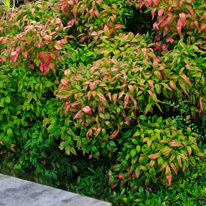 Nandina domestica Nana