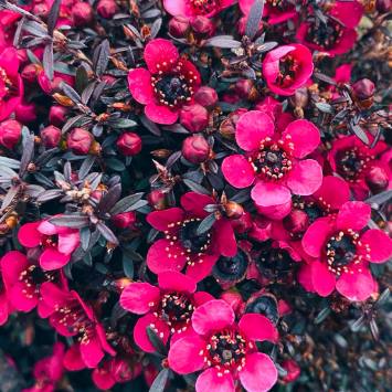 Leptospermum nanum rubrum