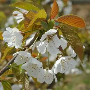 Prunus avium Napoleon Cherry