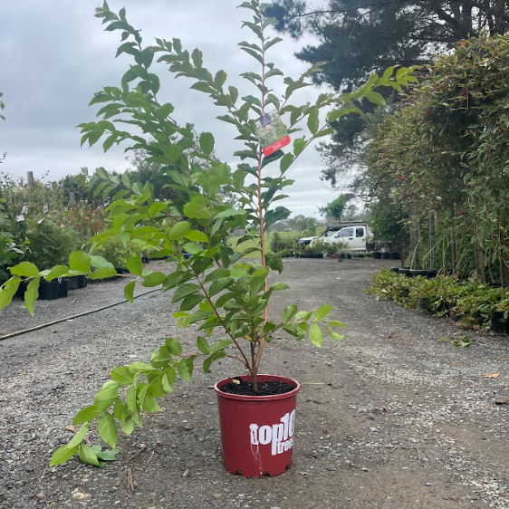 Lagerstroemia Natchez Crepe Myrtle