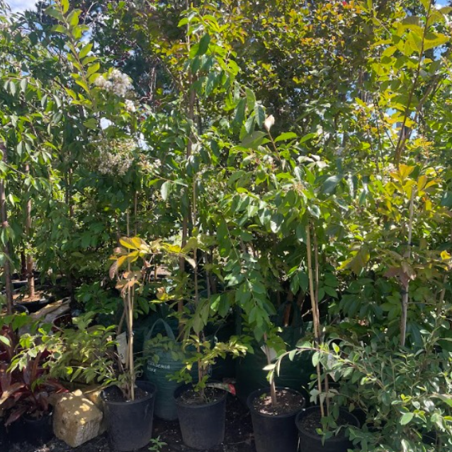 Lagerstroemia Natchez Crepe Myrtle