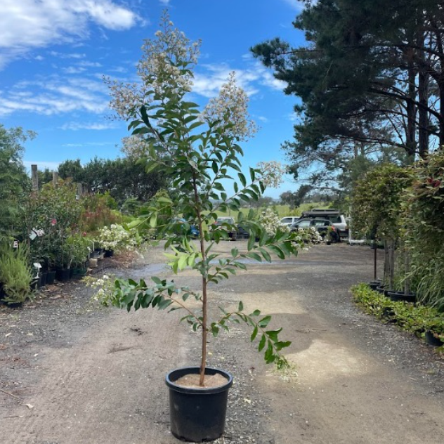 Lagerstroemia Natchez Crepe Myrtle